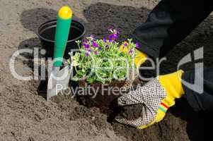 Staude einpflanzen - shrub planting 17