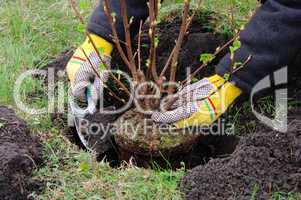 Strauch einpflanzen - planting a shrub 13