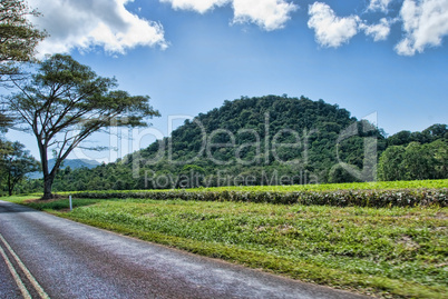 Daintree National Park, Australia