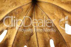 Dry Leaf