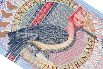 Exotic bird on banknote from Suriname