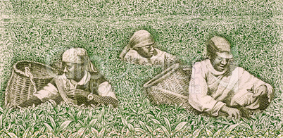 Farmers picking tea