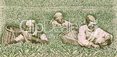 Farmers picking tea