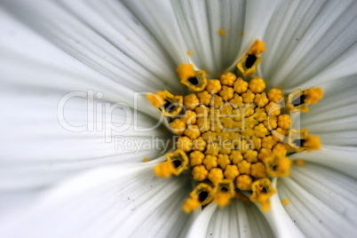 sonata cosmos white