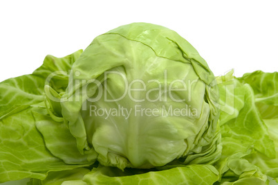 Cabbage