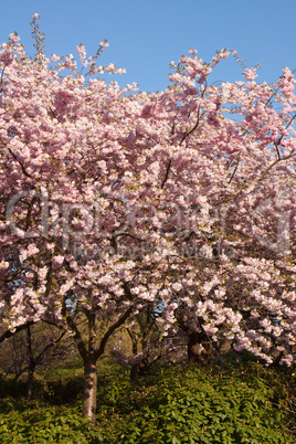Kirschblüte im Japanischen Garten von Planten un Blomen in Hamburg