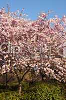 Kirschblüte im Japanischen Garten von Planten un Blomen in Hamburg