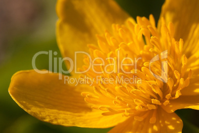 Sumpfdotterblume, Blüte (Caltha palustris, Kingcup)