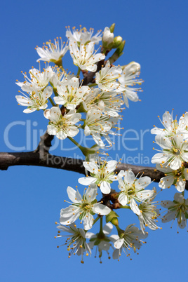 Schlehenblüten