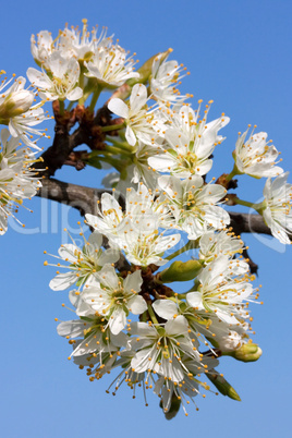 Schlehenblüten (Prunus spinosa, blackthorn, sloe)