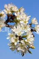 Schlehenblüten (Prunus spinosa, blackthorn, sloe)