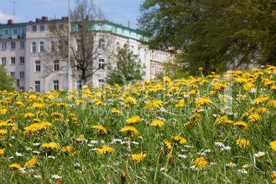 Wiese mit Löwenzahn und Gänseblümchen in Hamburg-Altona