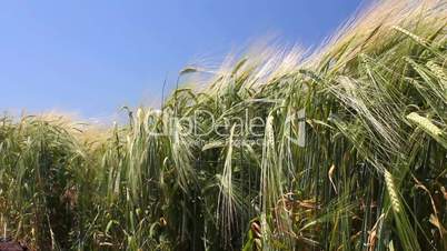 Wheat on a blue sky background (Full HD)