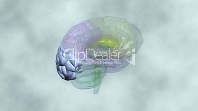 Brain - Occipital lobe