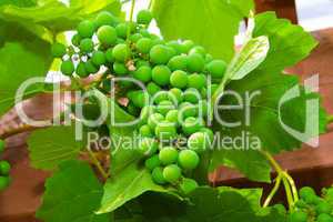 green unripe grape