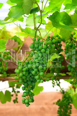 green unripe grape