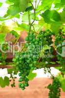 green unripe grape