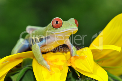 red eyed tree frog