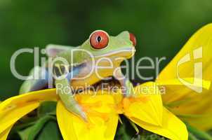 red eyed tree frog