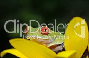 red eyed tree frog on a sunflower