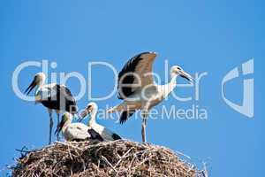 Junge Störche im Nest, young storks in a nest