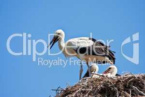 Junge Störche im Nest, young storks in a nest