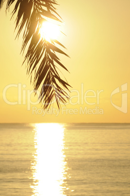 Palmwedel bei Sonnenaufgang