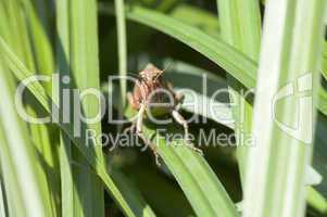 Marsh Lurkers - Stethophyma grossum
