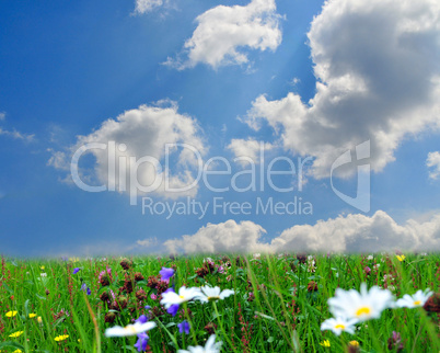 Landschaft Wolken Wiese Sonne Blumen