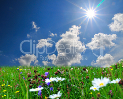 Landschaft Wolken Wiese Sonne Blumen