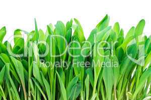 Grass