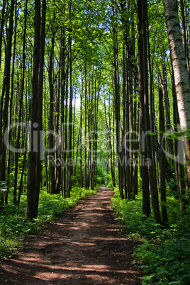 Green forest way