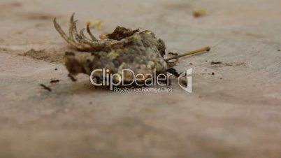 Ants Carrying Claw of Dead Bird