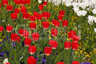 Rote Tulpen im Licht Rote Tulpen im Licht