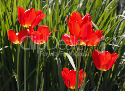 Rote Tulpen im Licht