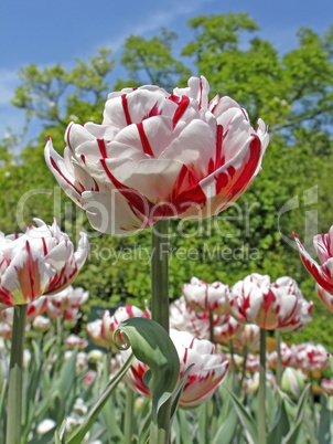 Tulipa 'Carnaval de Nice' - Gefüllte Späte Tulpe - Double Late Tulip