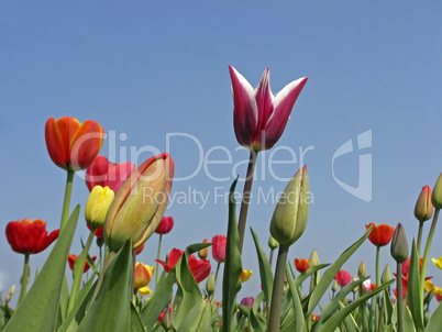 Tulpen im Frühling - Tulips in spring
