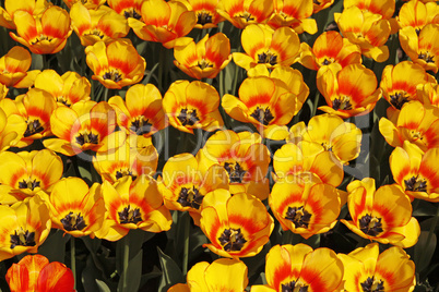 Tulpenbeet (Tulipa rot und gelb mit rotem Rand)