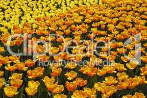 Tulpenbeet mit gelben und roten Tulpen - Tulip bed woth red and yellow tulips