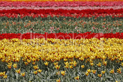 Tulpenfeld in Lisse, Niederlande - Tulip field in Lisse, Netherlands