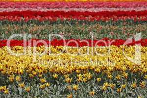 Tulpenfeld in Lisse, Niederlande - Tulip field in Lisse, Netherlands