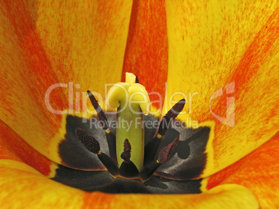 Tulpenkelch - Tulip detail