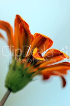 gazania