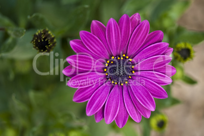 Purple Flowers in Tuscany