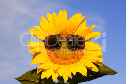 coole Sonnenblume