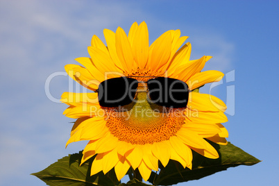 coole Sonnenblume