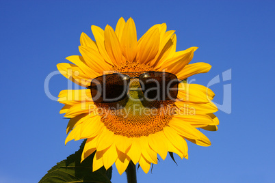 coole Sonnenblume