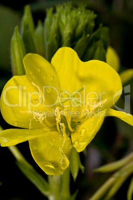 Nachtkerze (Oenothera biennis)