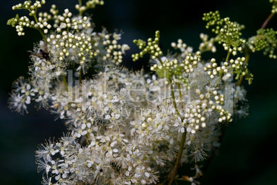 Maedesuess (Filipendula ulmaria)