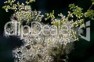 Maedesuess (Filipendula ulmaria)